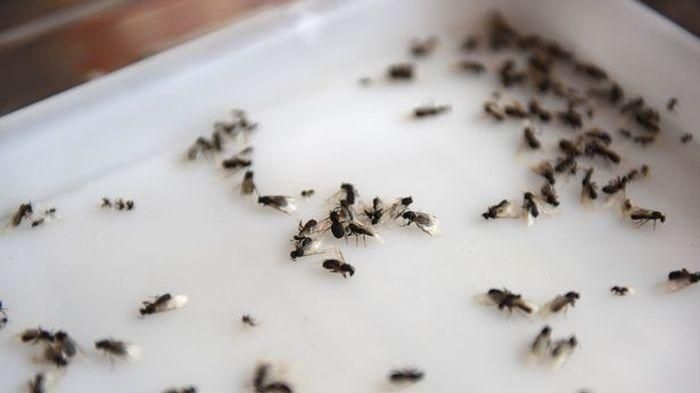 Rumah Banyak Semut? Tenang, Berikut 5 Cara Ampuh Untuk Mengusir Semut