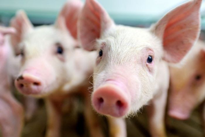 Fakta Virus G4 Flu Babi yang Katanya Lebih Berbahaya dari Corona
