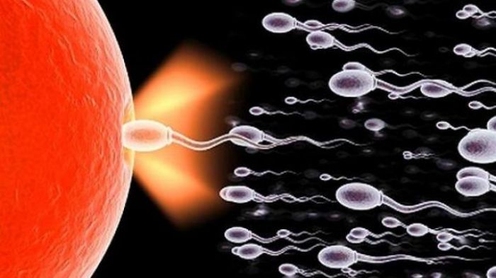 Terungkap Setelah 350 Tahun, Sperma Ternyata Tidak Berenang Melainkan Berputar