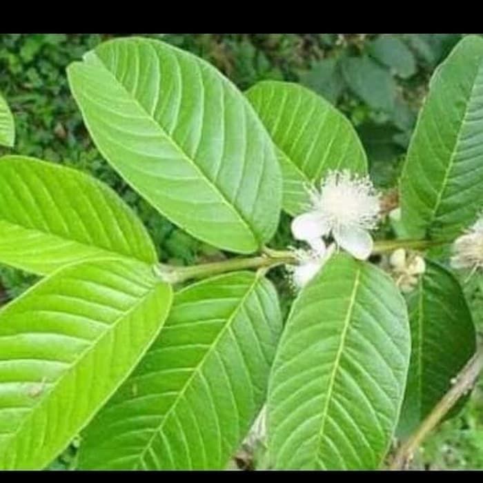 Ajaib! Hanya Dengan Menggunakan Daun Jambu Biji, Kamu Bisa Memanjakan Kulit Kamu