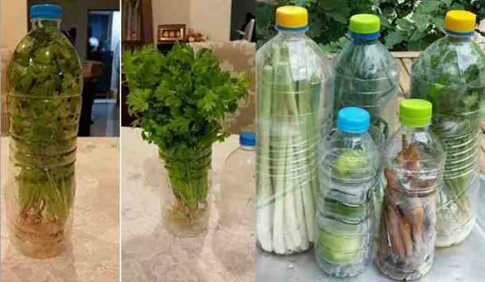 Cukup Dengan Cara ini, Sayuran di Rumah Bisa Awet Tak Cepat Busuk